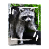 Pretty raccoon