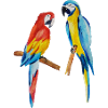 parrots