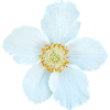 The Greater Anemone - Anemone sylvestris