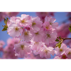 Cherry blossoms follow-up pink blossoms
