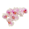 Orchid