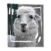lama