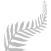 Maori feather feathers