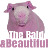 Precioso y calvo conejillo de indias. Un piggy flaco
