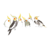 Cockatiels