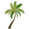 palm tree palm palms