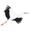 Stork flies up