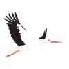 Stork flies