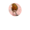Robin Design