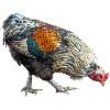 Œufs de poule