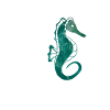 Seahorse seahorse