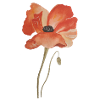 Coquelicots aquarelles