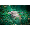 Snow leopard