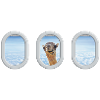 Airplane window camel vacation trip
