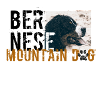 Bernese Mountaindog