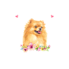Pomeranian