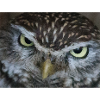 Face of an owl