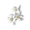 Edelweiss Allga uliebe