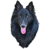 Belgian Shepherd Groenendael