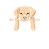 chiens