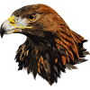 Golden eagle
