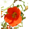 Nasturtium