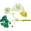 Ramo di ginkgo fatto di linee di foglie in delicati toni verdi