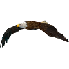American eagle