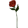 Red rose