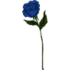 Blue Rose