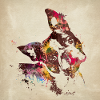Boston Terrier