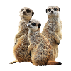 Erdmännchen - Mangusten - Afrika