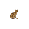 Chat du Bengale