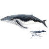 Humpback whale with baby megaptera whale