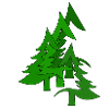 Tannenwald, Wald, Tannen