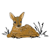 Fawn, Forest