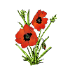 Poppies, Poppy