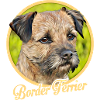 border Terrier