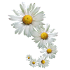 Margherita, margherita, fiori, petali, floreali