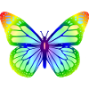 Butterfly 1