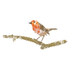 Robin