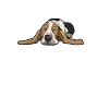 Basset Hound