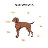Vizsla Anatomie Hunde Geschenk