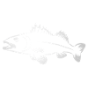 Pikeperch drawing