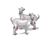 Goat Berziege