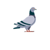 I Just Really Like Pigeons OK? Pigeons