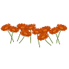 Calendula. Marigolds, flowers