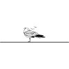 Funny sleeping seagull