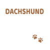 Dachshund