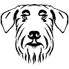Schnauzer géant